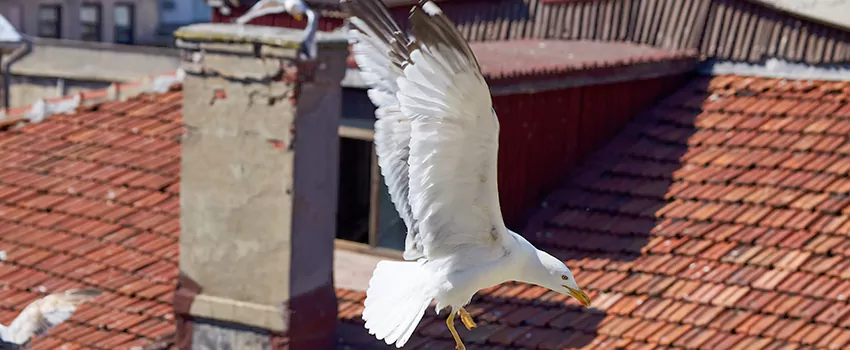 Residential Chimney Animal Removal Solution in Snellville, GA